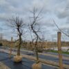 Appelboom 'Goudreinet' | Laagstam