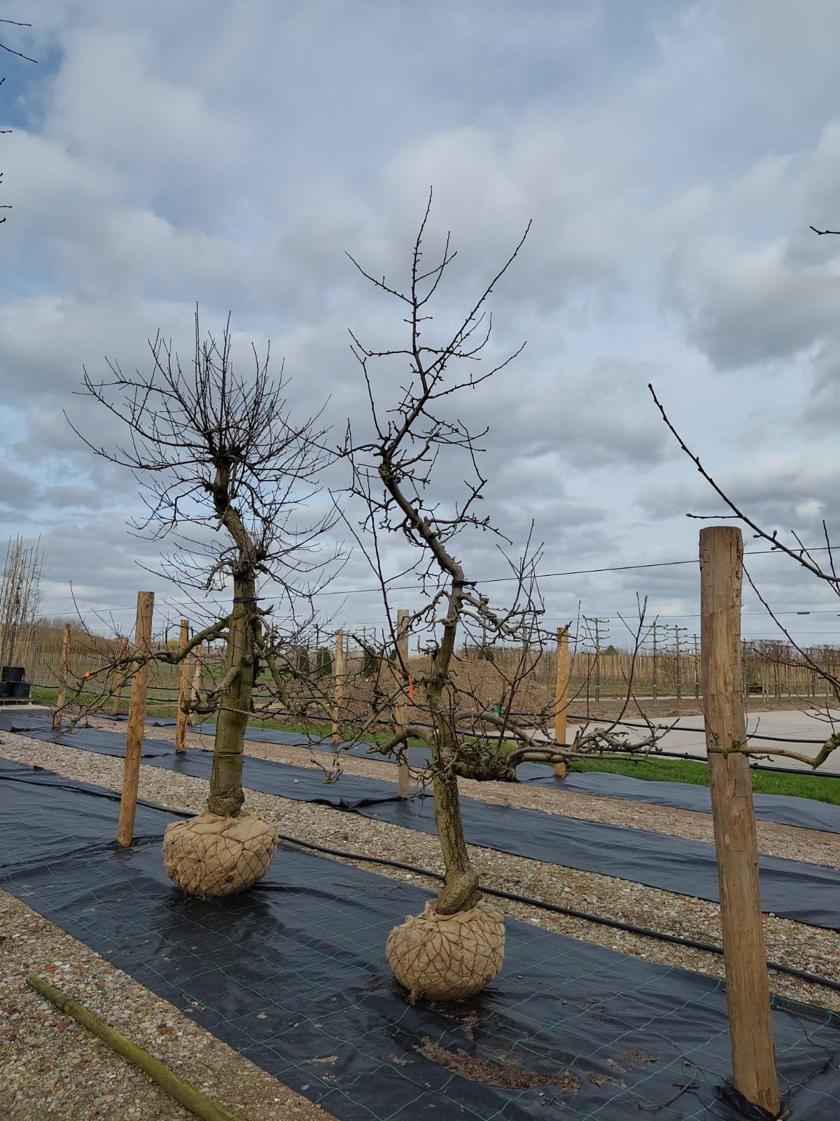 Appelboom 'Goudreinet' | Laagstam