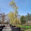 Groene treurwilg | Halfstam