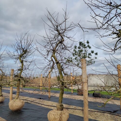 Appelboom 'Elstar' | Laagstam