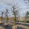 Appelboom 'Goudreinet' | Laagstam