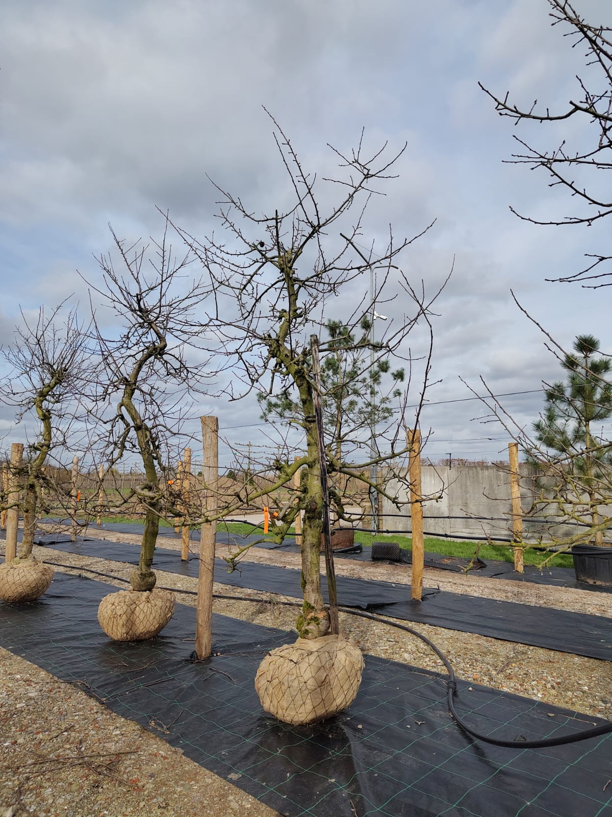 Appelboom 'Goudreinet' | Laagstam