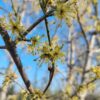 Gele kornoelje | Hoogstam