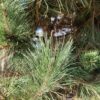 Grove den | Karakterboom