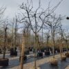 Appelboom 'James Grieve' | Halfstam