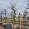 Appelboom 'Goudreinet' | Laagstam