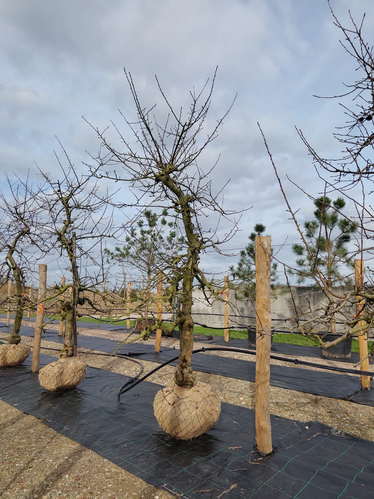 Appelboom 'Goudreinet' | Laagstam