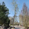 Gele treurwilg | Hoogstam