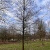 Boomhazelaar | Hoogstam