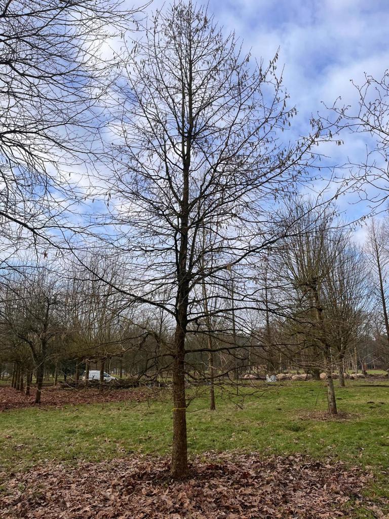 Boomhazelaar | Hoogstam