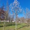 Japanse magnolia | Hoogstam