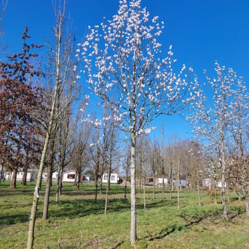 Japanse magnolia | Hoogstam