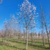 Japanse magnolia | Hoogstam
