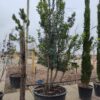 Aardbeiboom | Meerstammig