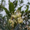 Aardbeiboom | Meerstammig