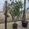 Aardbeiboom | Meerstammig