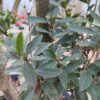Aardbeiboom | Meerstammig