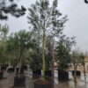 Aleppo-den | Hoogstam
