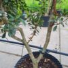 Aardbeiboom | Meerstammig