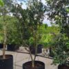 Aardbeiboom | Meerstammig