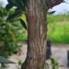Aardbeiboom | Meerstammig