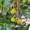 Aardbeiboom | Meerstammig