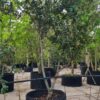 Aardbeiboom | Meerstammig