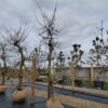 Appelboom 'Goudreinet' | Laagstam