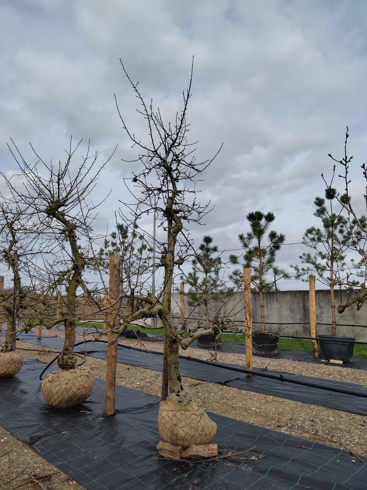 Appelboom 'Goudreinet' | Laagstam