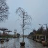Gele treurwilg | Hoogstam