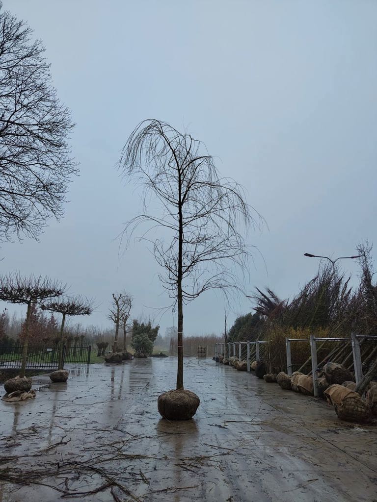 Gele treurwilg | Hoogstam