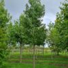 Amberboom | Hoogstam