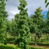 Amberboom | Laagstam