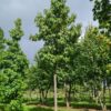 Amberboom | Hoogstam