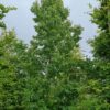 Amberboom | Laagstam