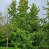 Amberboom | Laagstam