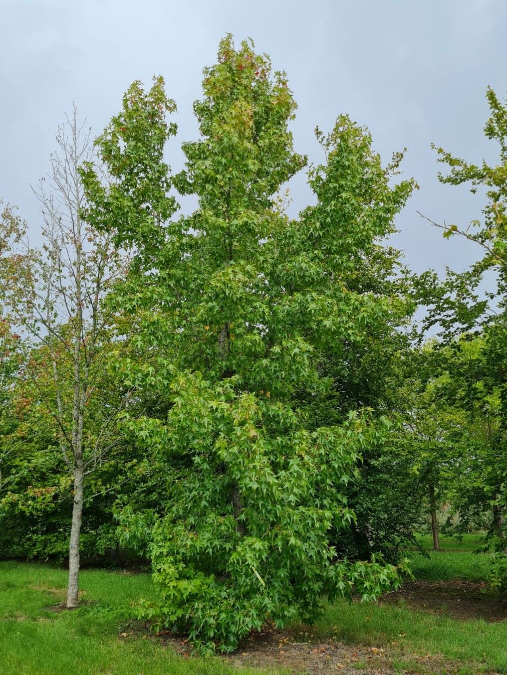 Amberboom | Laagstam