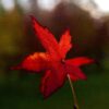 Amberboom | Laagstam