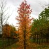 Amberboom | Laagstam