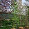 Amberboom | Laagstam