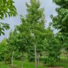 Amberboom | Hoogstam