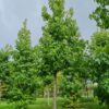 Amberboom | Hoogstam