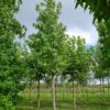 Amberboom | Hoogstam