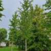 Amberboom | Hoogstam
