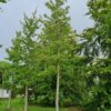 Amberboom | Hoogstam