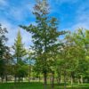 Amberboom | Hoogstam