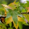 Amberboom | Leivorm