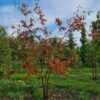 Krentenboom | Meerstammig