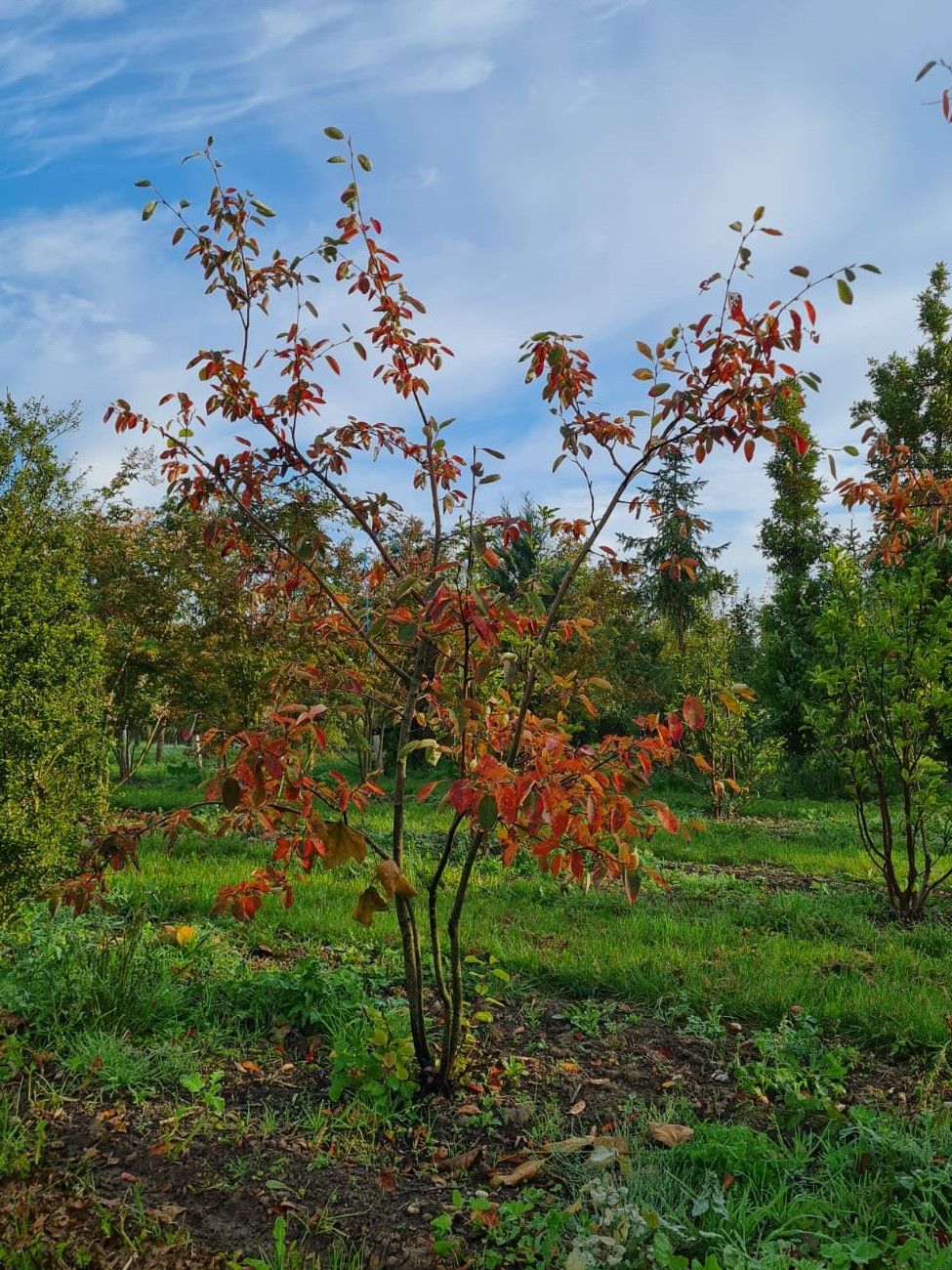 Krentenboom | Meerstammig