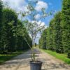 Krentenboom | Meerstammig